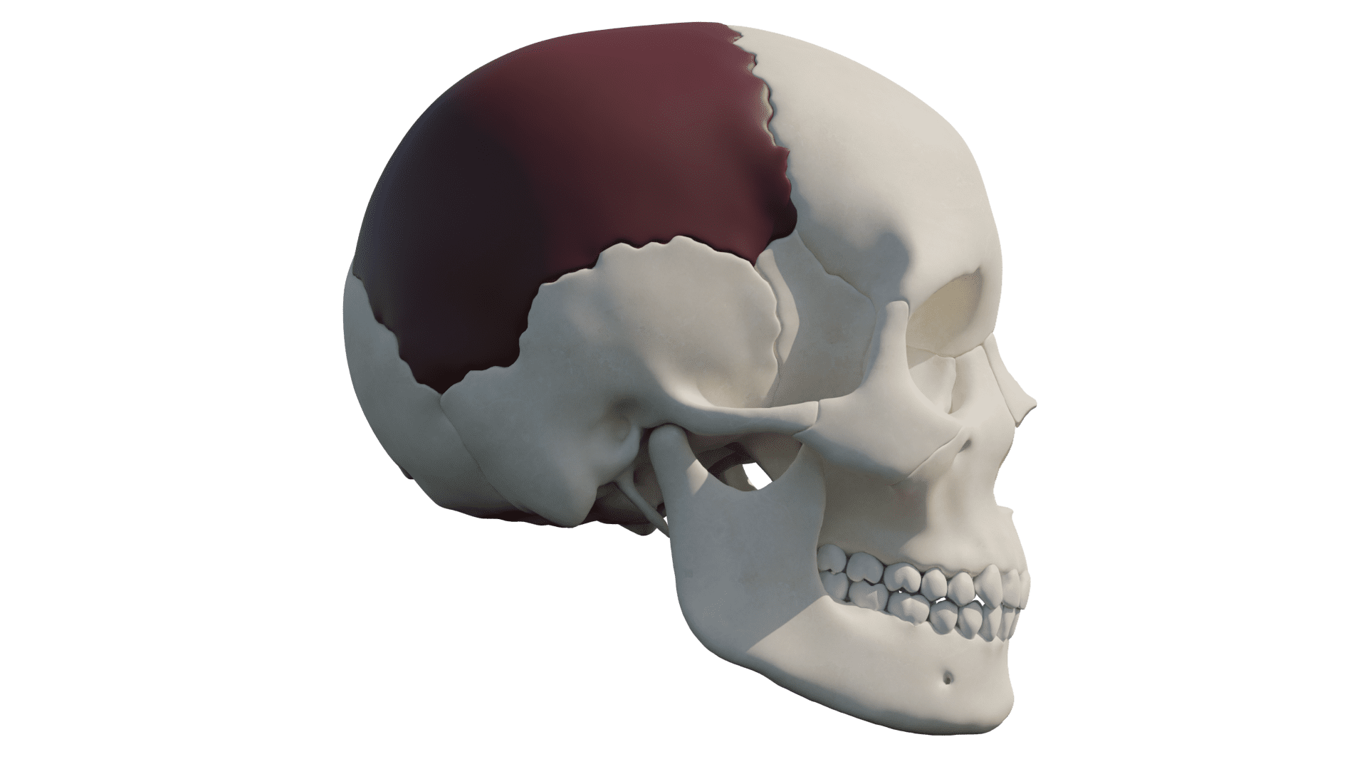 Illustration showing the area of the skull the Bar Hill Comb was carved from - the top back of the head