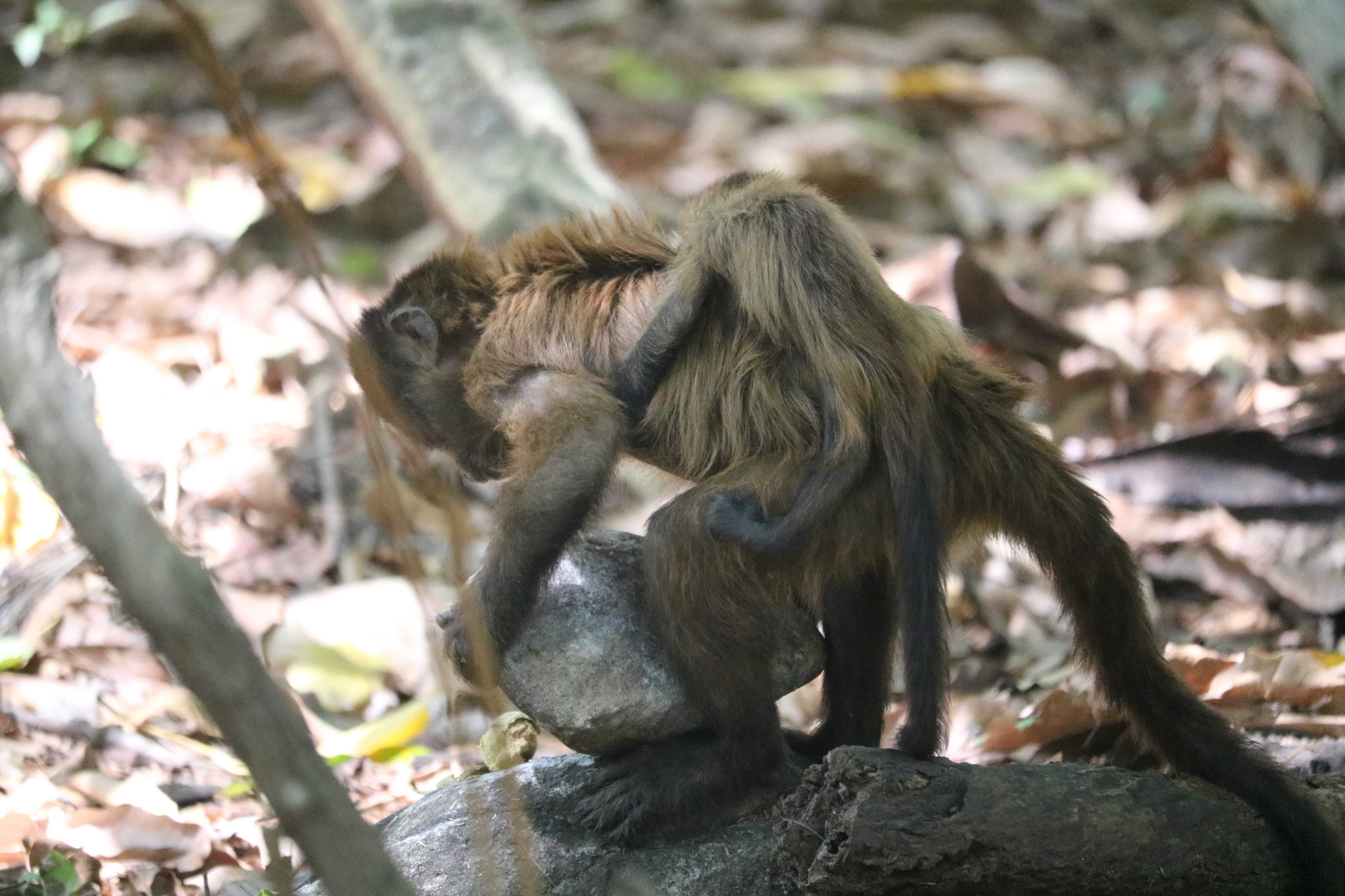 capuchin mother carries infant on back and cracks fruit with a stone