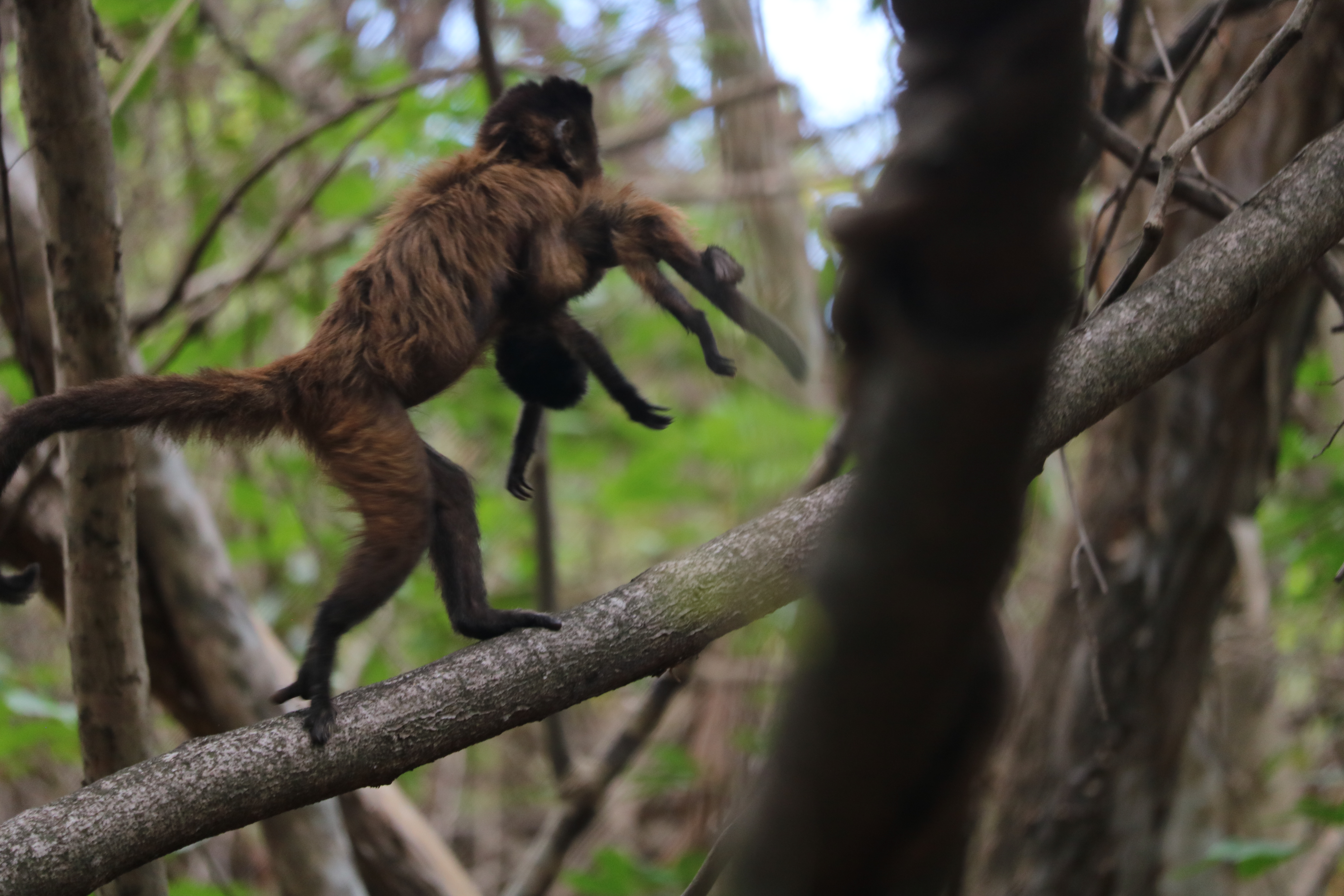 capuchin mother carries infant's corpse