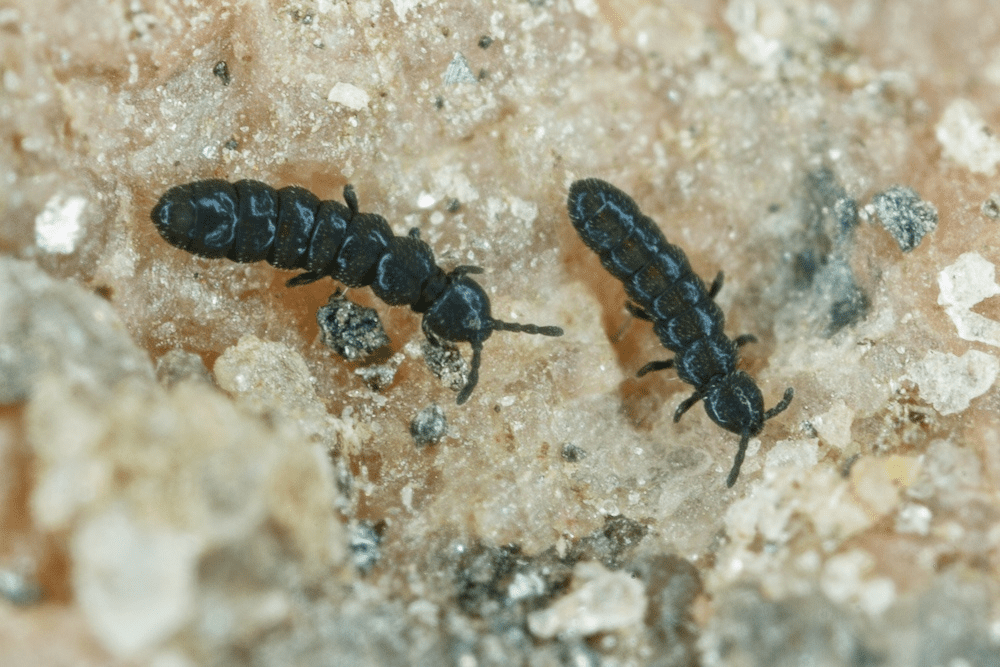 Springtails from Dronning Maud Land, Antarctica. Springtail populations are very localized, and genetically distinct from those in nearby locations.