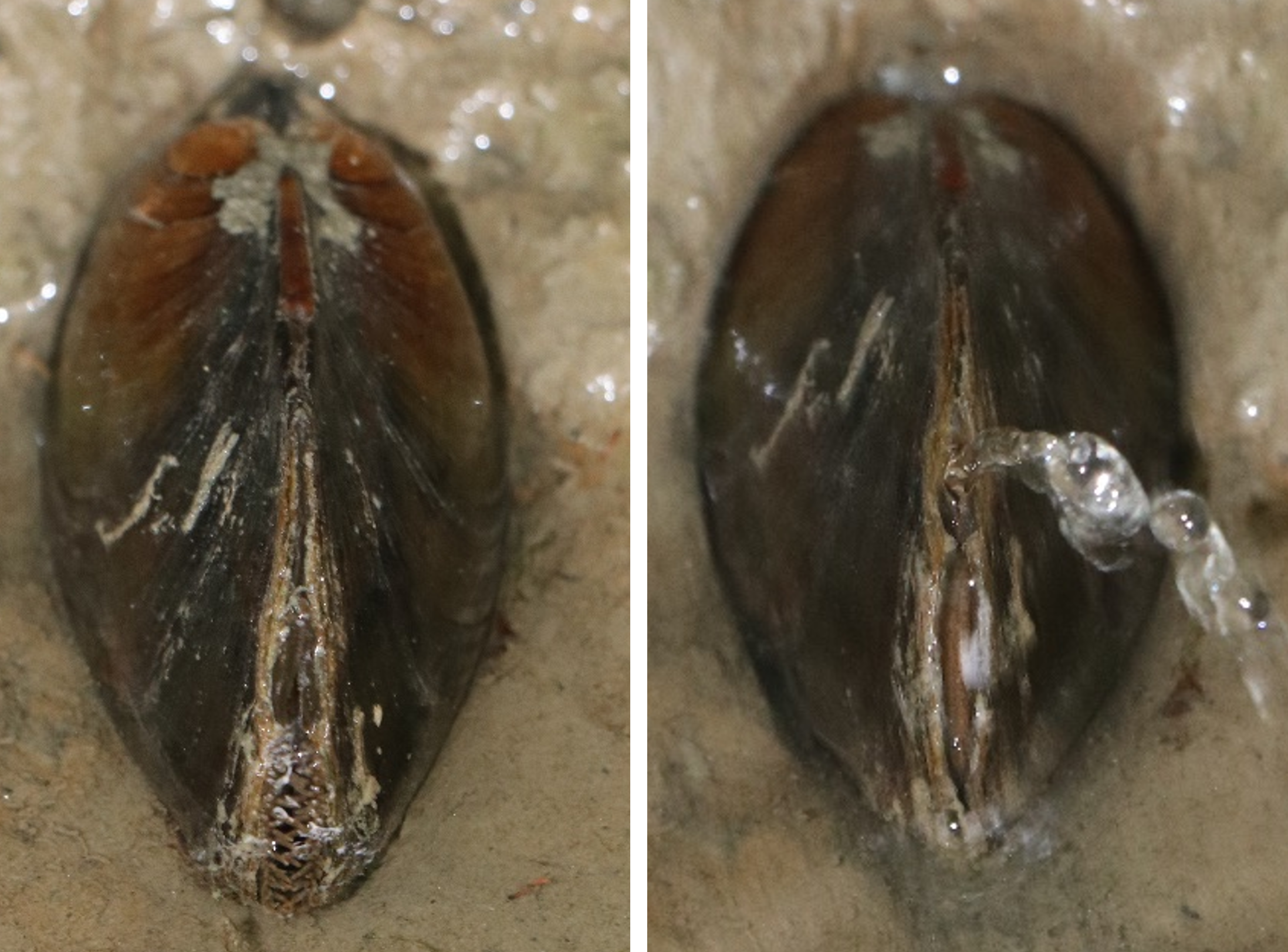 spurting mussel aerial shot