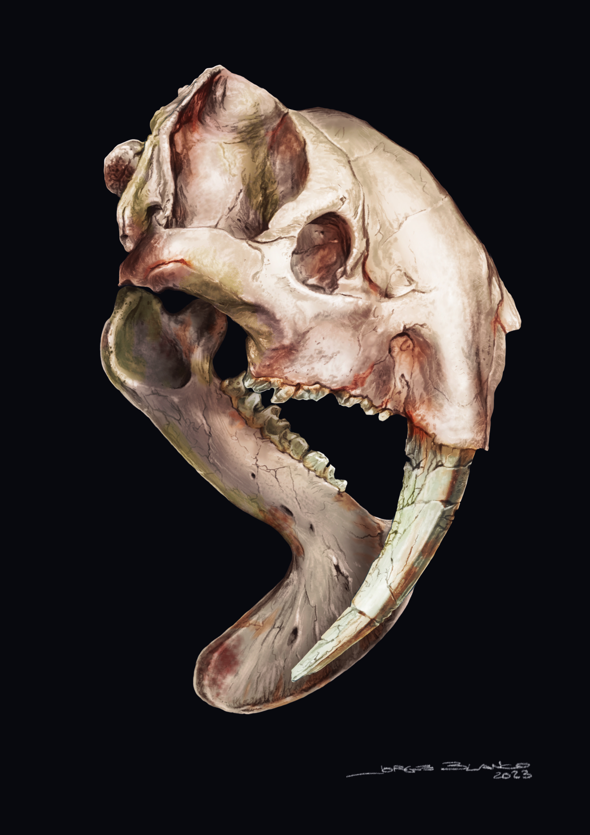 skull of Thylacosmilus atrox drawing showing enormous teeth and eye sockets.