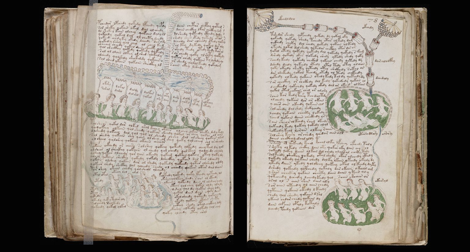 Two distinct pages from the biology section of the Voynich manuscript.