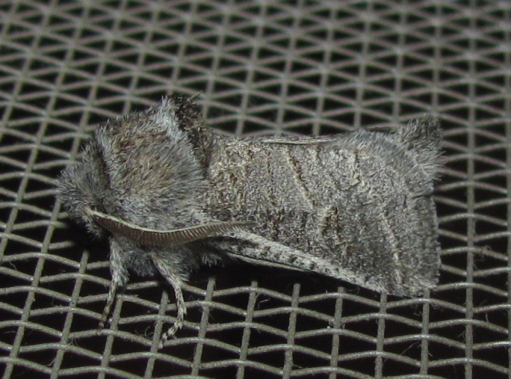 agave redworm moth