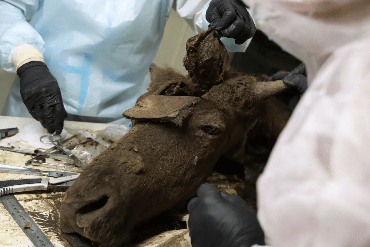 The brain of the bison is being removed by hands wearing black gloves.