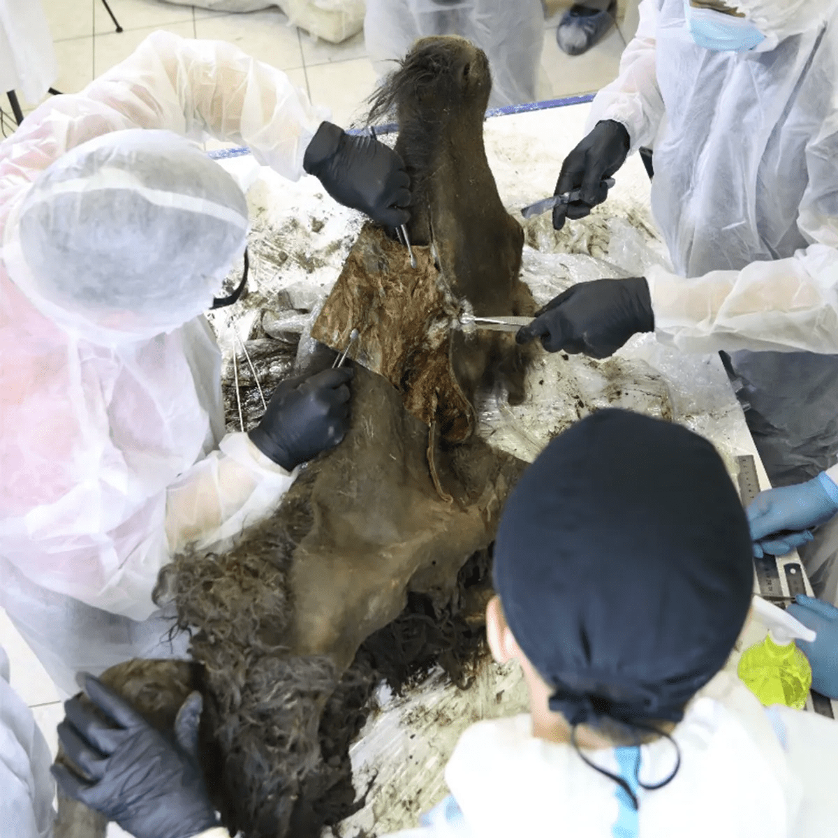 Researchers performing a necropsy on a bison
