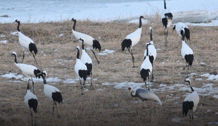 A flock of Red-crowned cranes by a river in the Korean DMZ