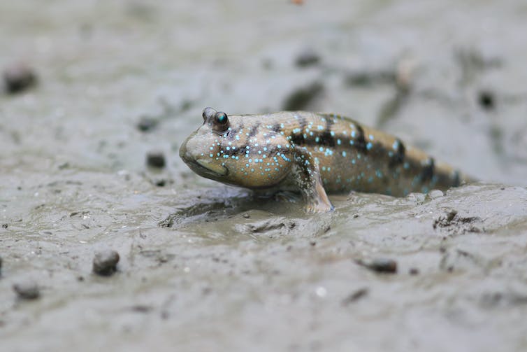 Fish pulls itself forward with its fins through the mud