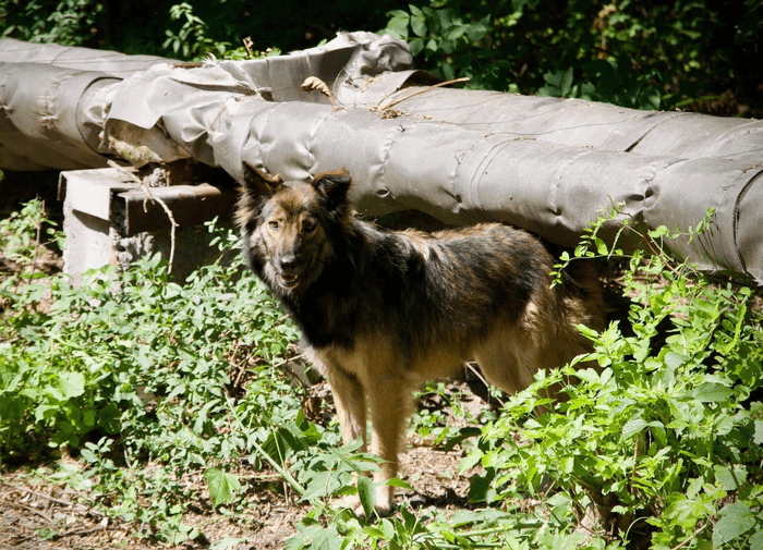 A stray dog in Chernobyl in grass