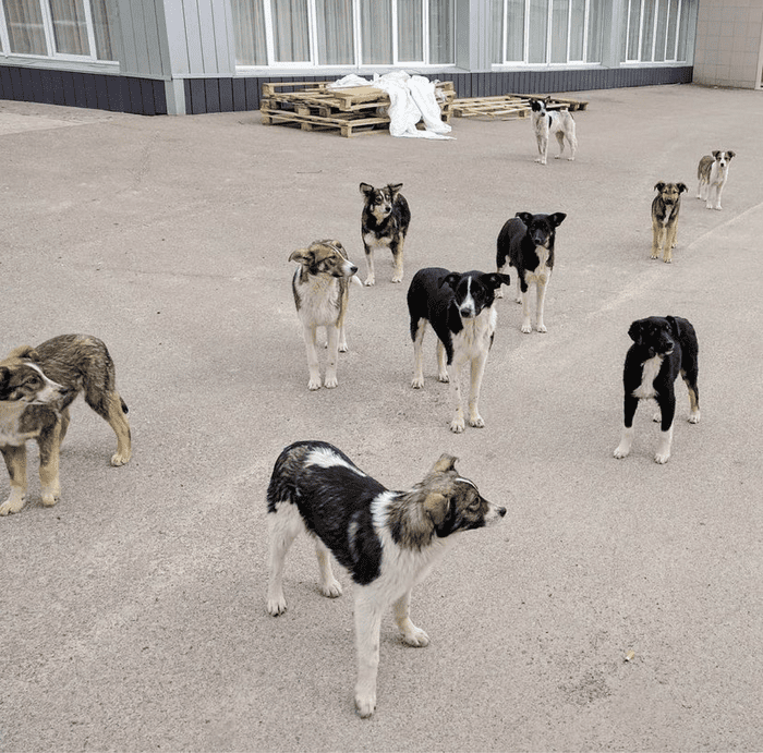 A group of dogs standing in Chernobyl. 