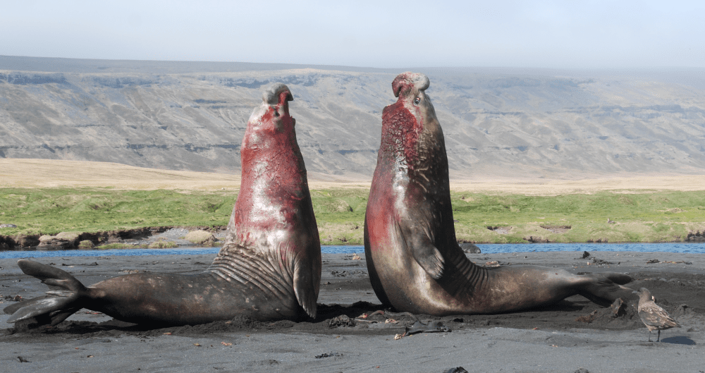 southern elephant seals