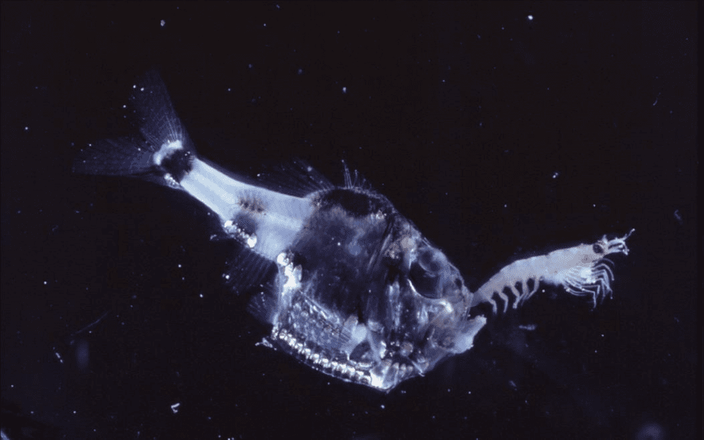 mariana trench animals hatchetfish