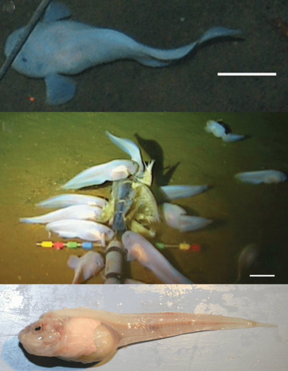 mariana trench animals snailfish