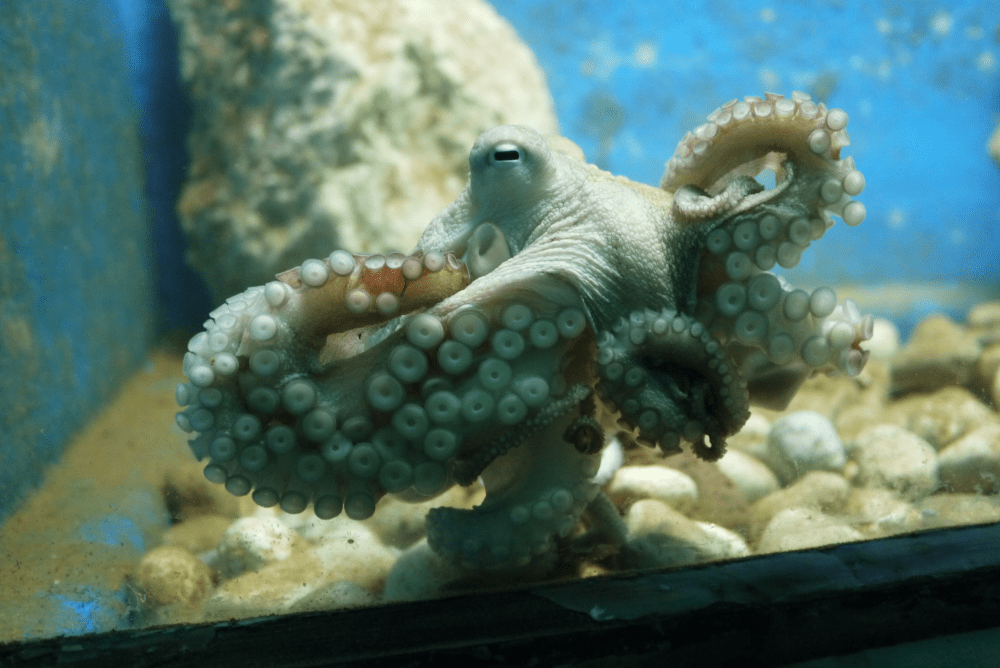 octopus welfare