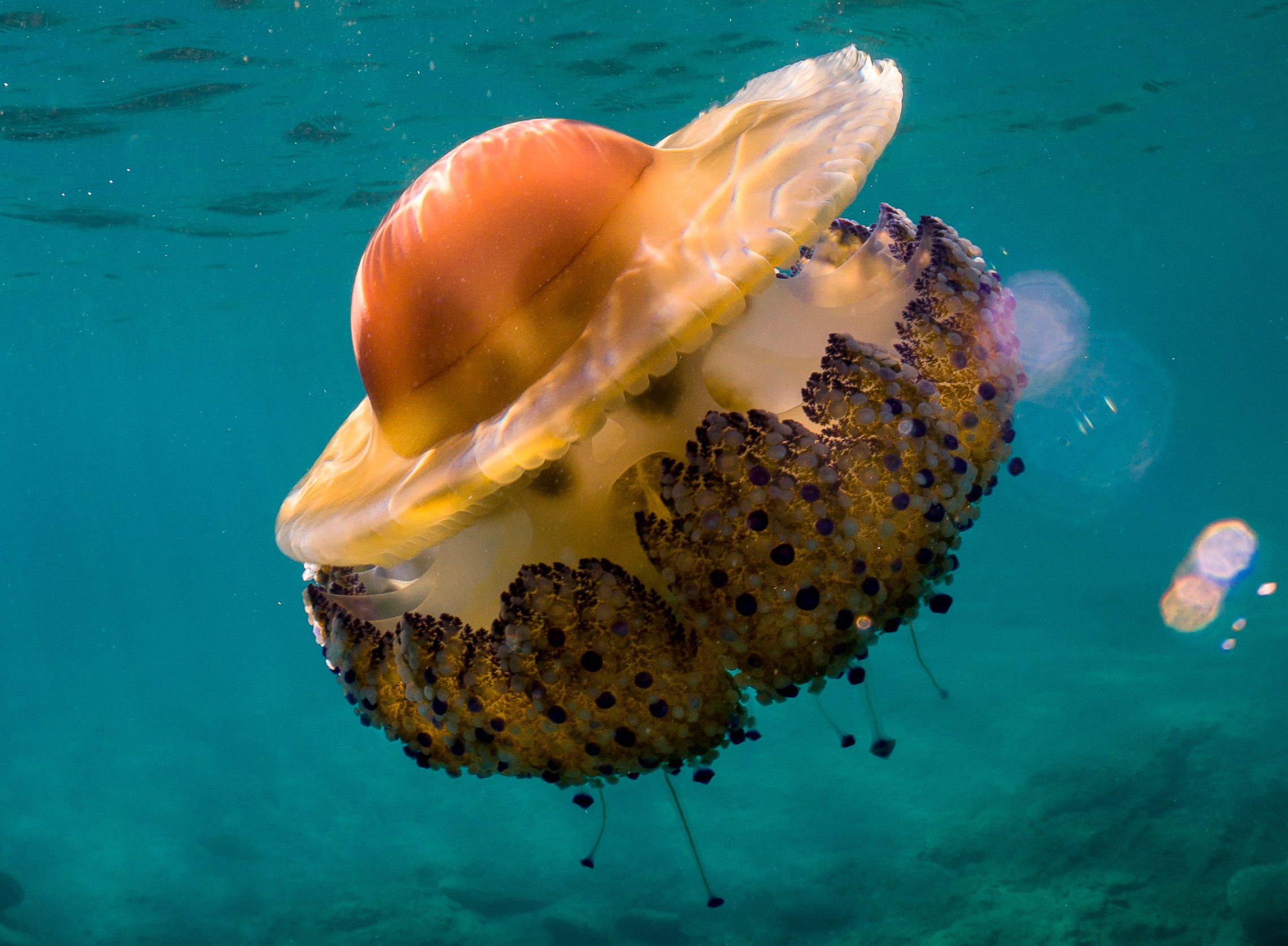 A fried egg jellyfish, also known as an egg-yolk jelly, in the ocean