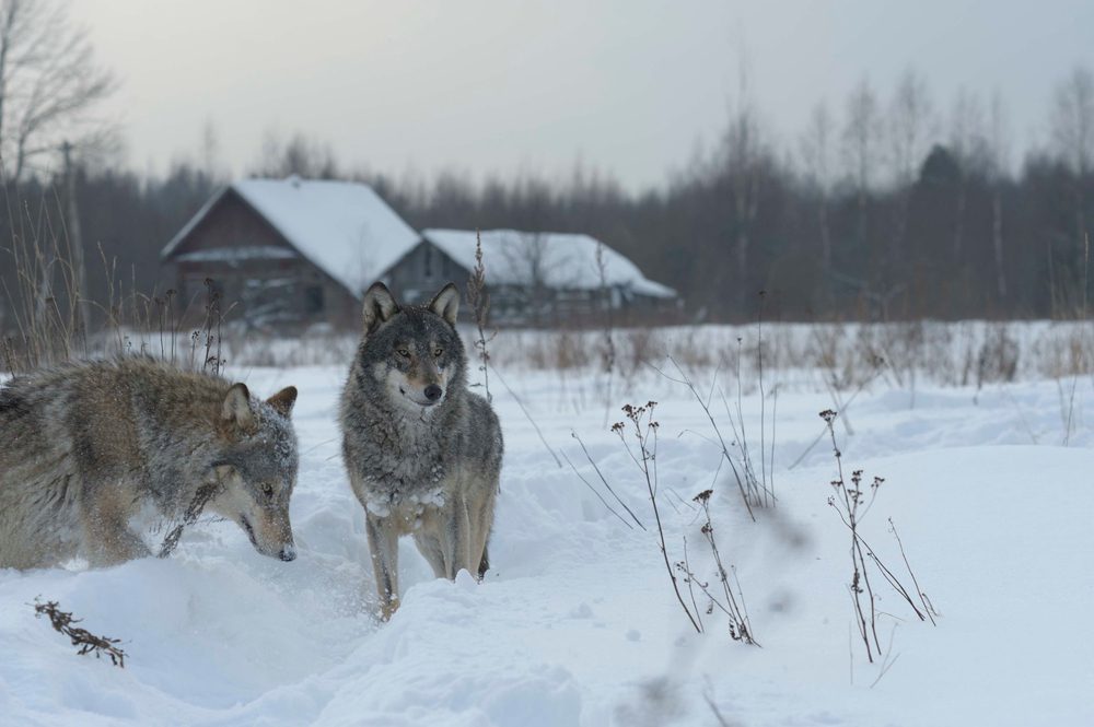 Chernobyl wolves