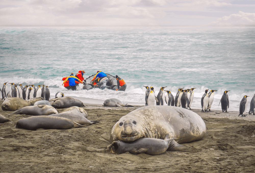 southern elephant seal