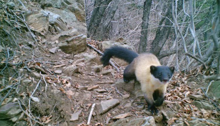 A yellow-throated martens slyly wonders the DMZ