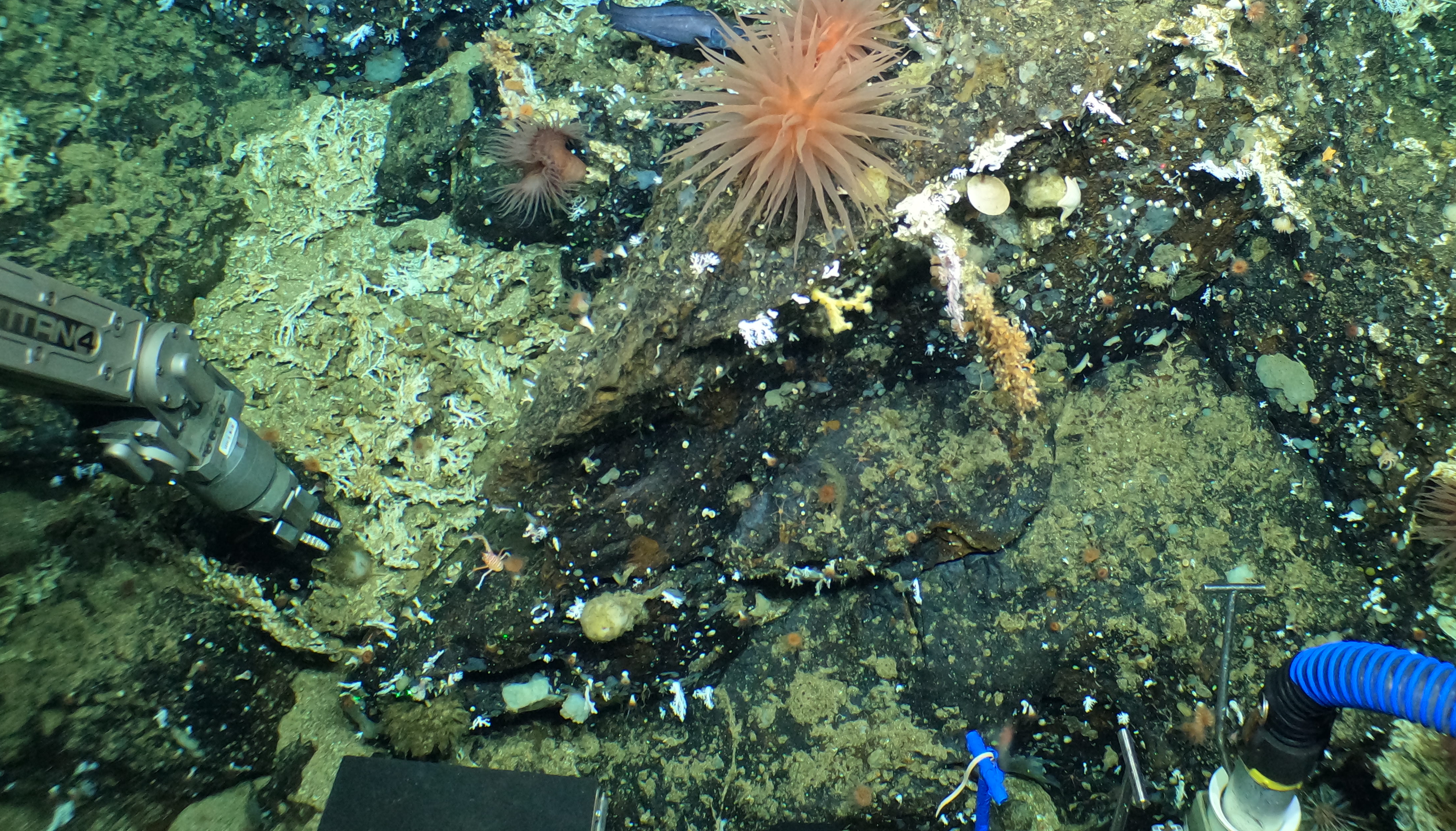 Alvin collects samples at depth