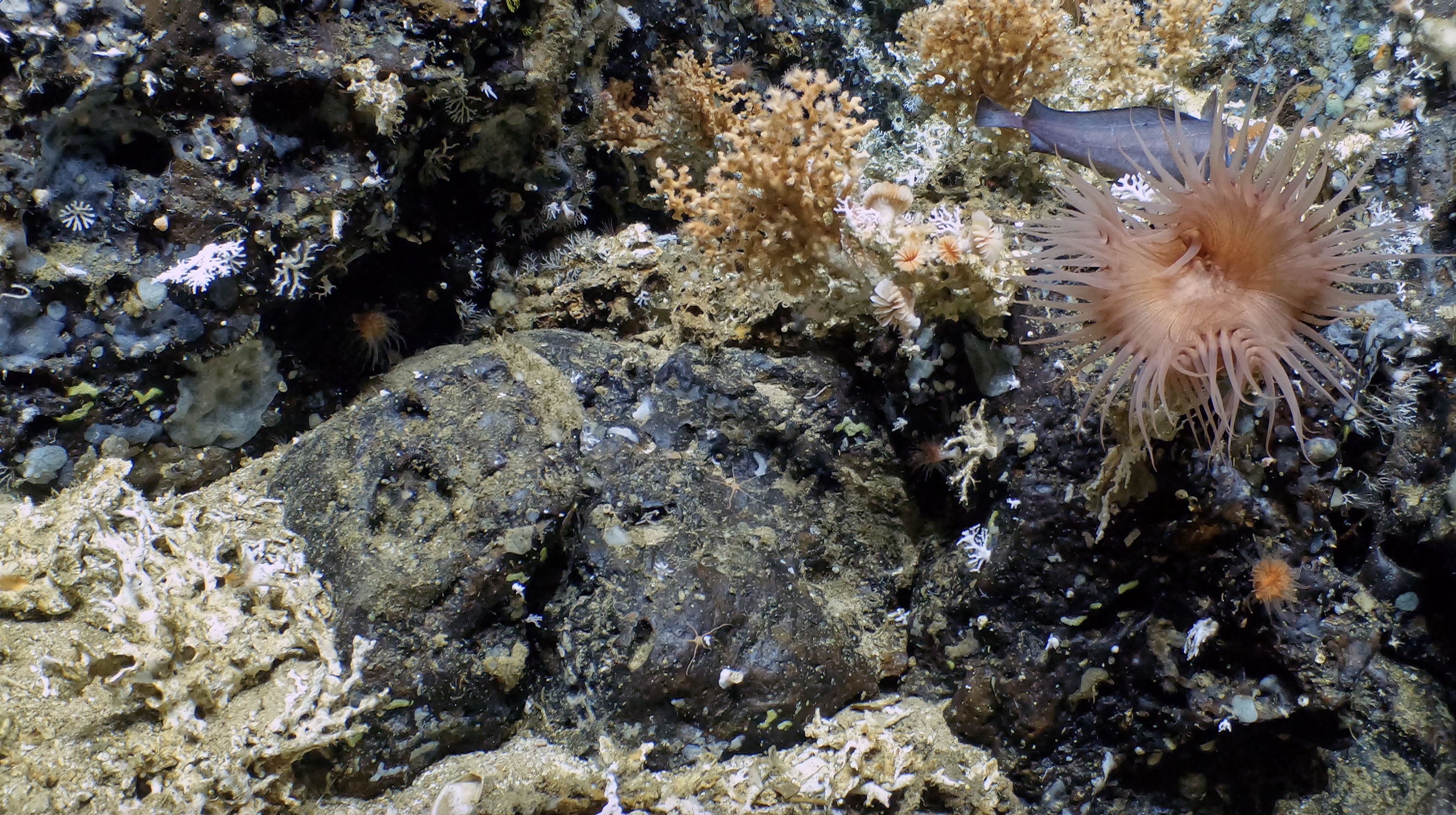 Anemone on rock with some Madrepora coral.