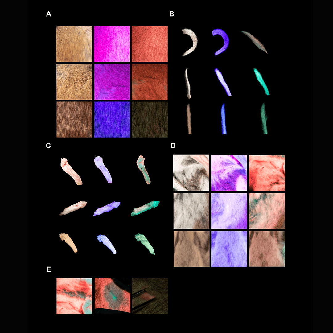 Comparison of live, dead, and museum specimens of dormice. Showing fur, tails, and feet. 