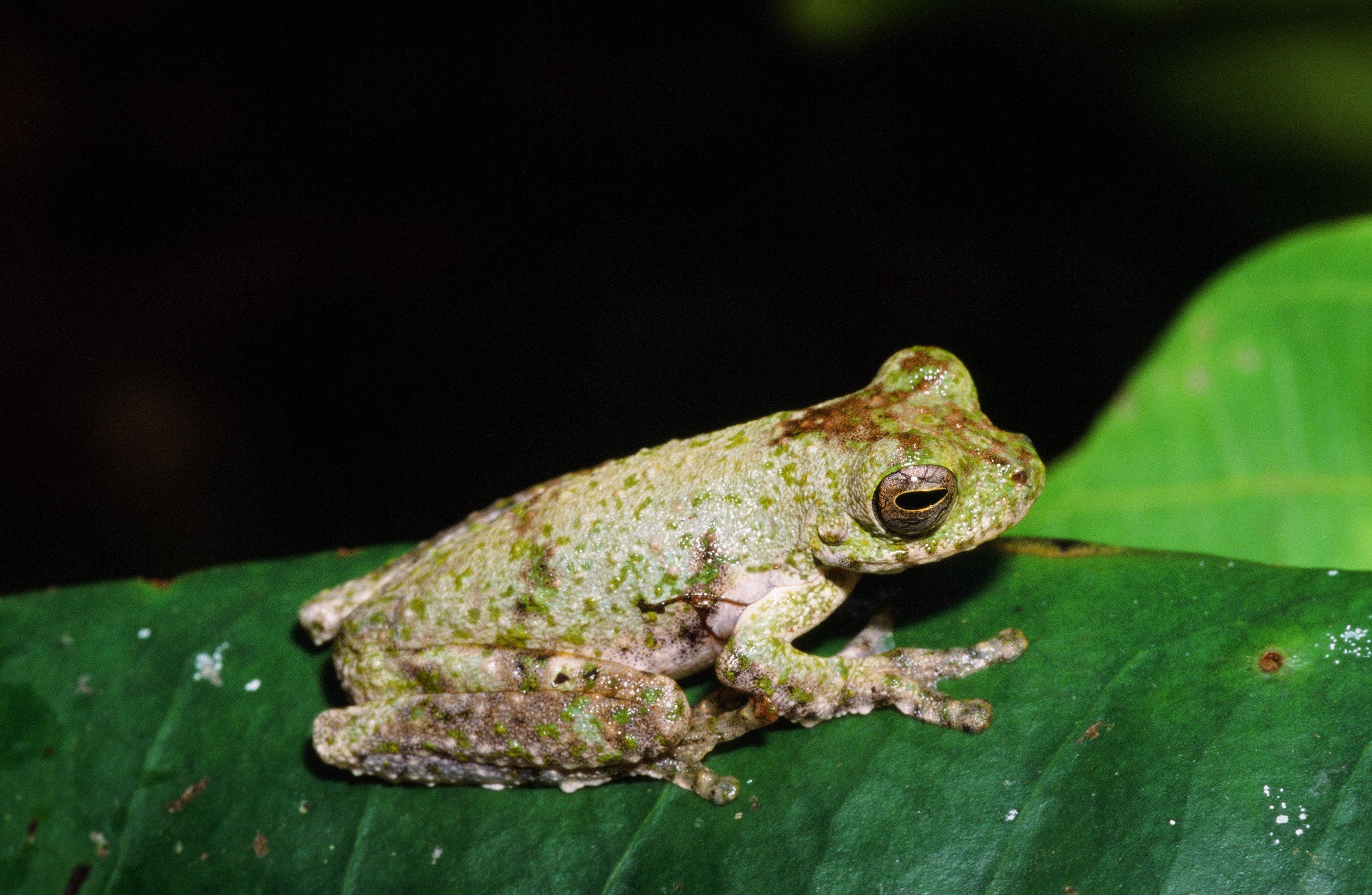 Photograph of Litoria daraiensis Photograph of Litoria daraiensis