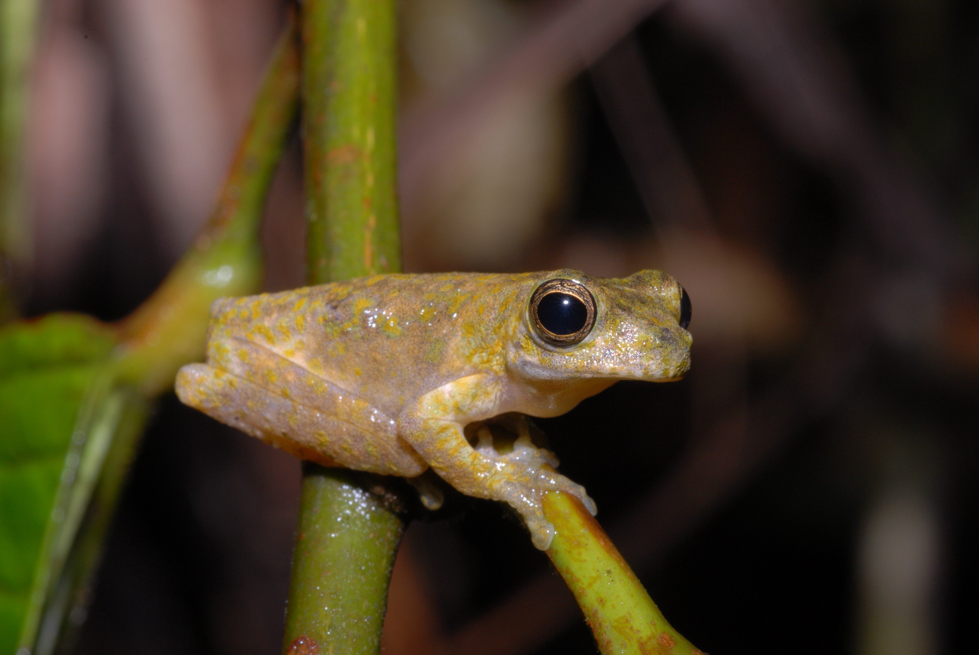 Litoria gracilis, aka the Slender Spotted Treefrog. Image Credit: Steve Richards Litoria gracilis, aka the Slender Spotted Treefrog. Image Credit: Steve Richards