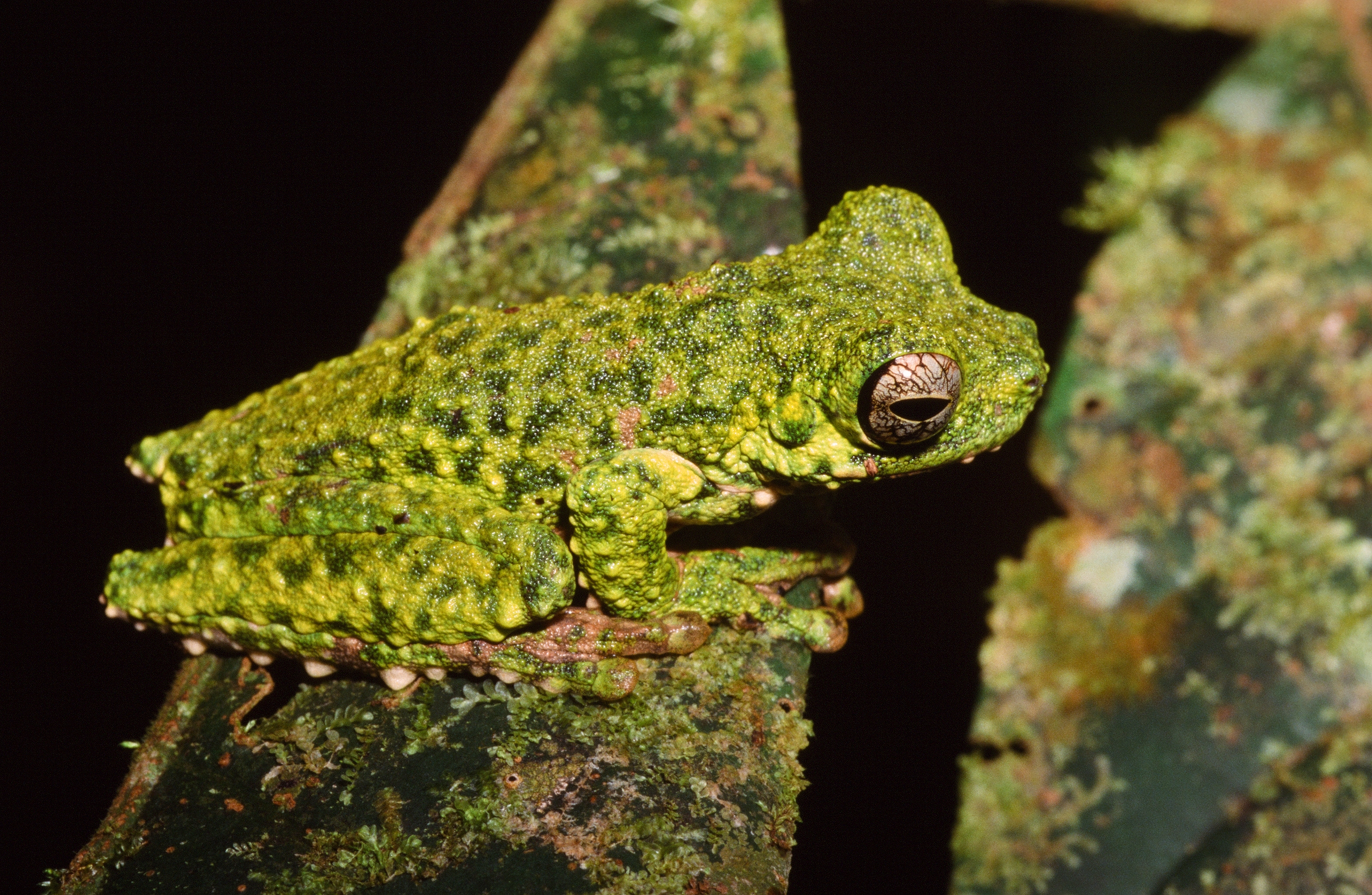 Photograph of Litoria haematogaster Photograph of Litoria haematogaster