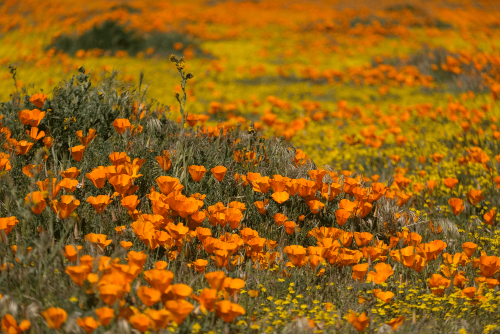 california superbloom pictures