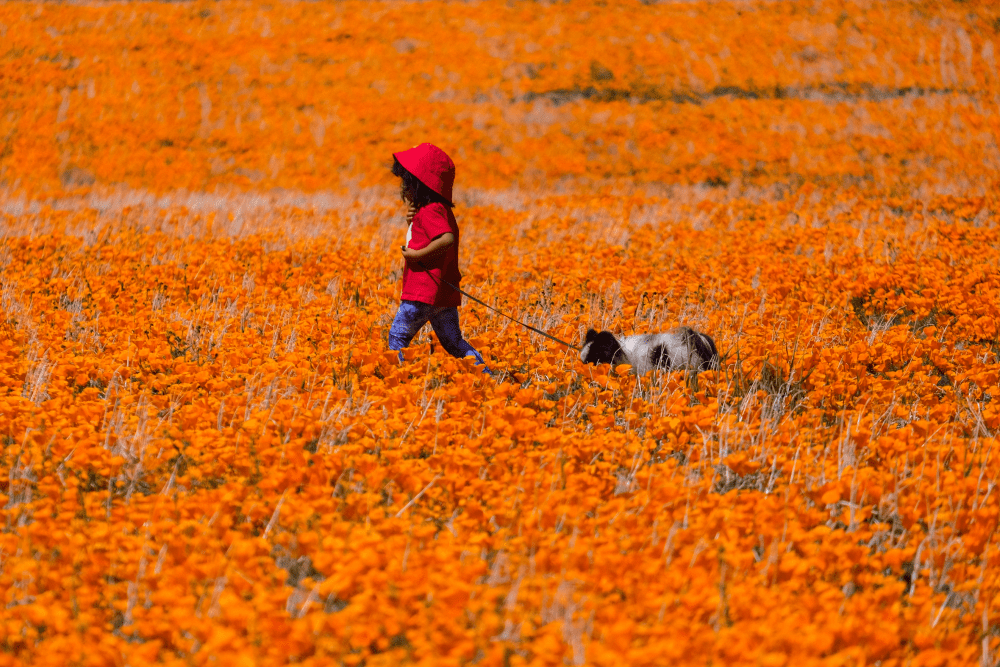 superbloom pictures