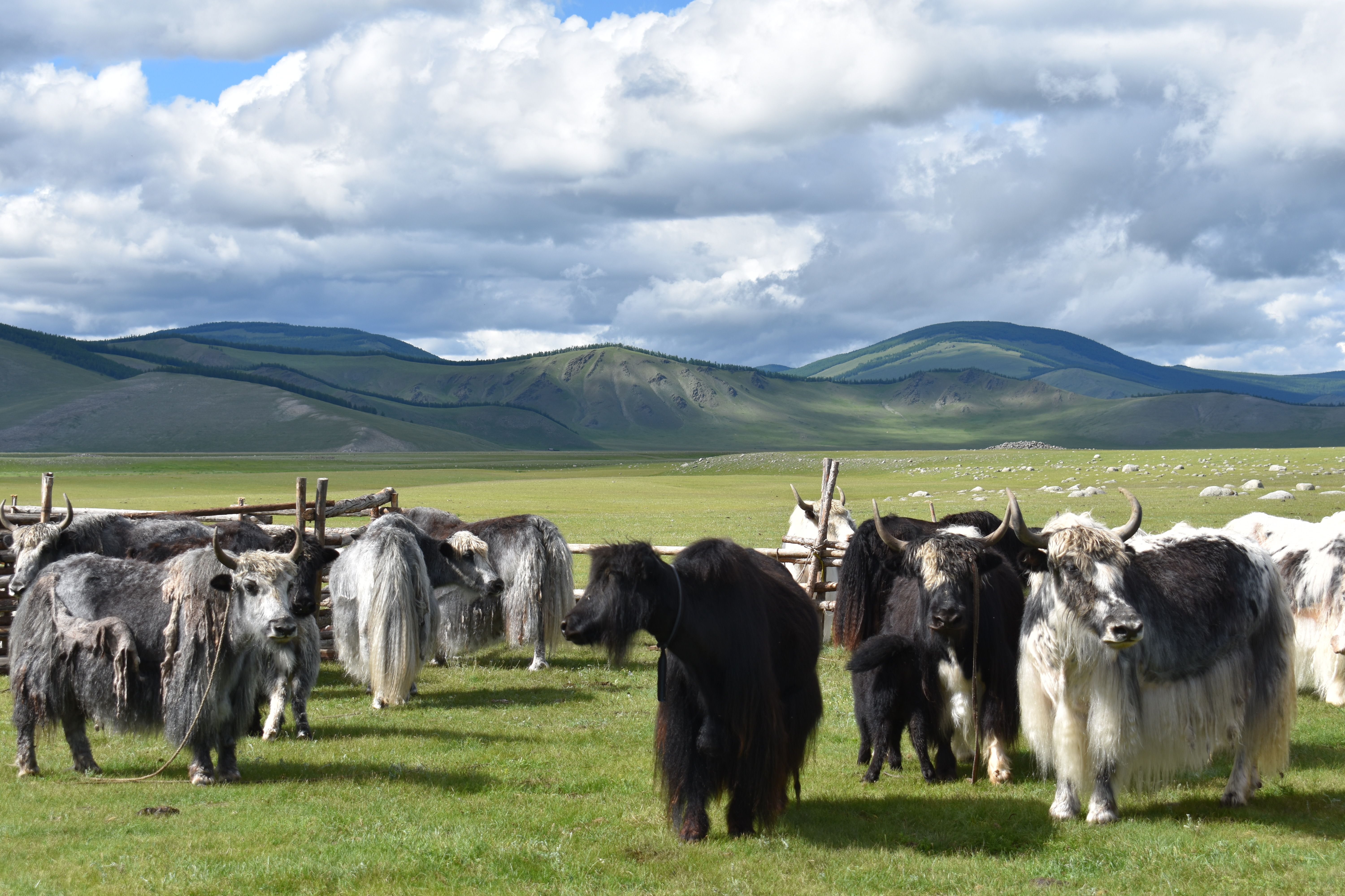 Yaks in a green field near Mongolian mountains