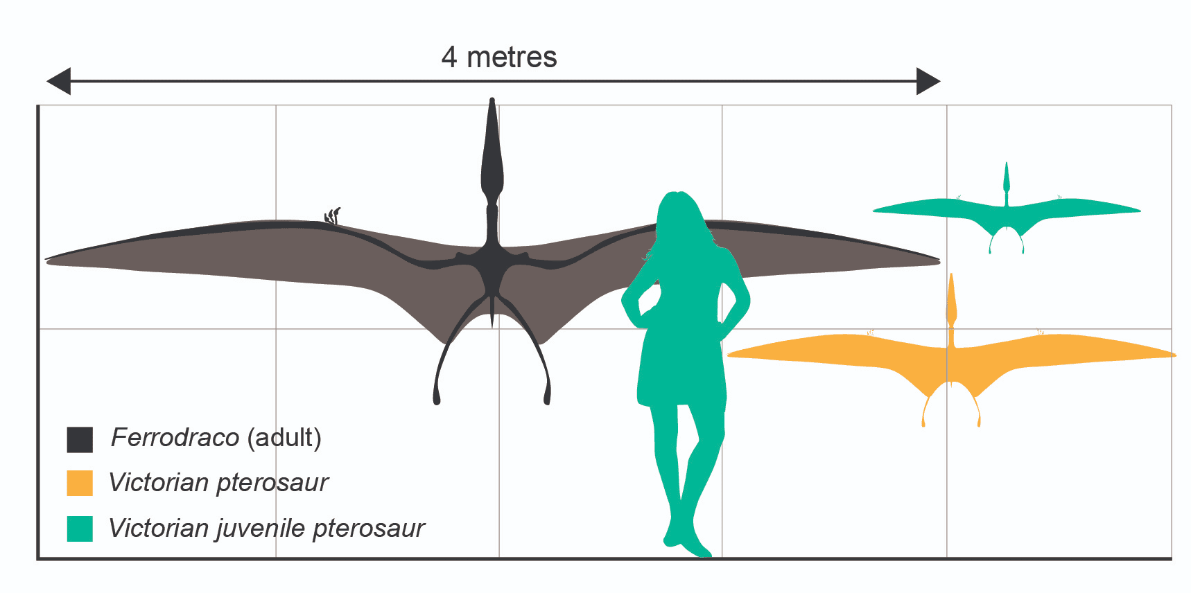 Adele Pentland in silhouette compared to the adult and juvenile polar pterosaur and a Queensland specimen (grey)