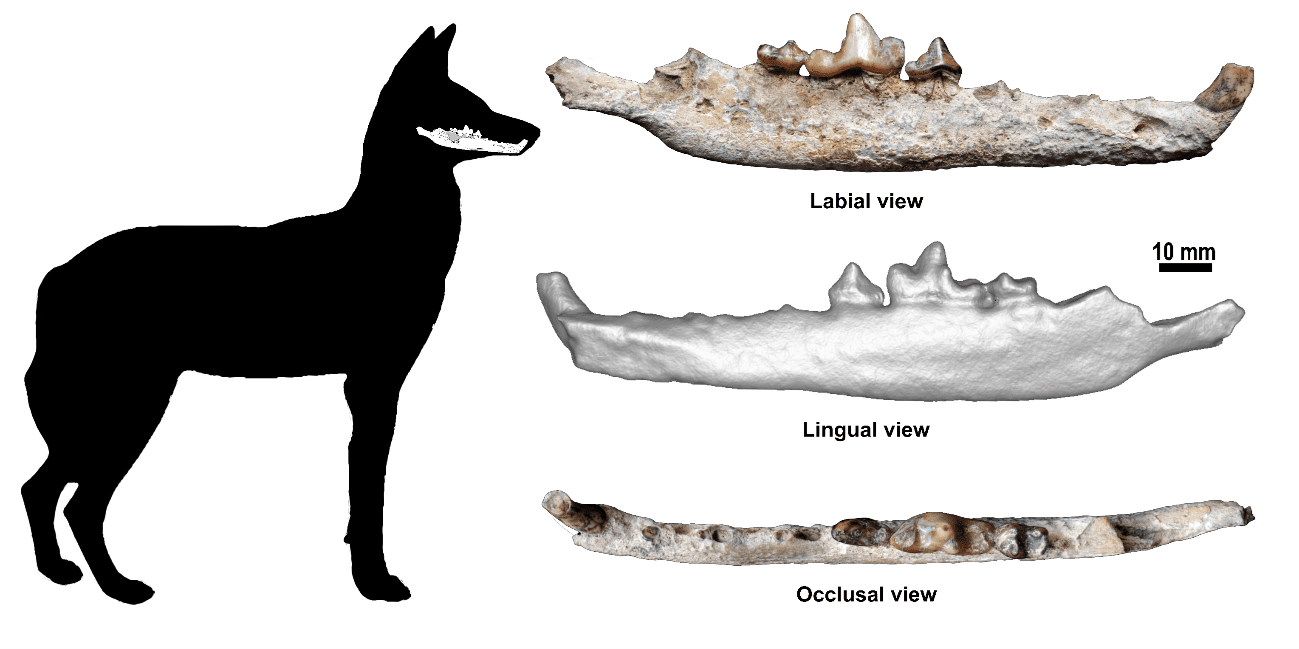 Three views showing the jaw bone of the wolf.