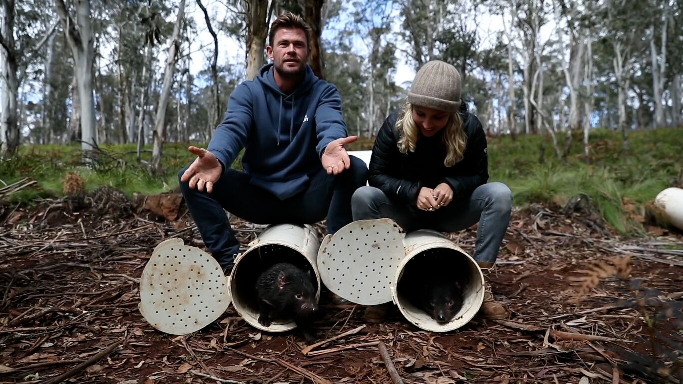 Actor Chris Hemsworth and his wife sitting behind two mini tunnels that have the doors open and Tsmanian devils cautiously creeping out 