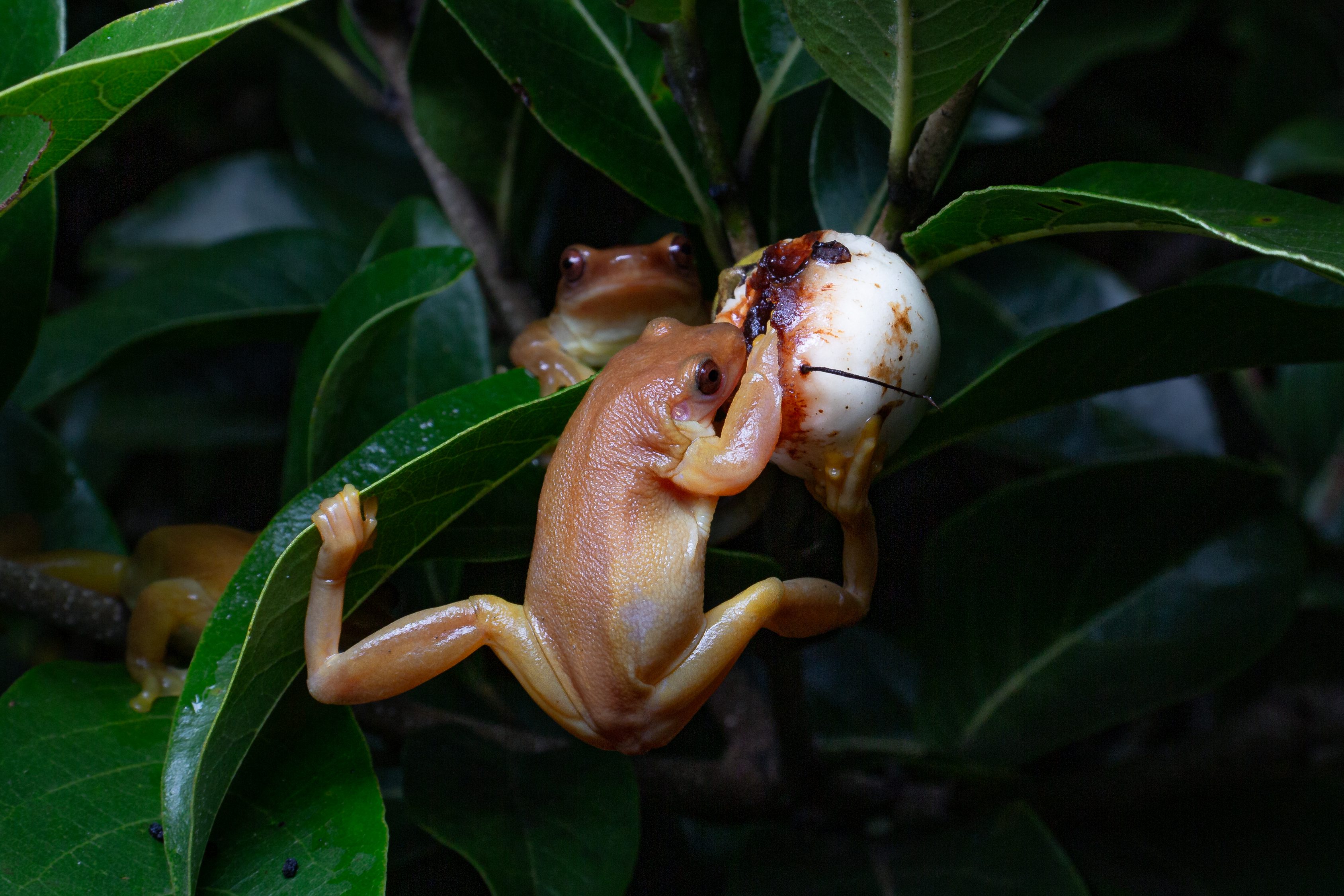 Three frogs surround a white fruit with red sap. One frog balances between leaves with their face and arm on the fruit.