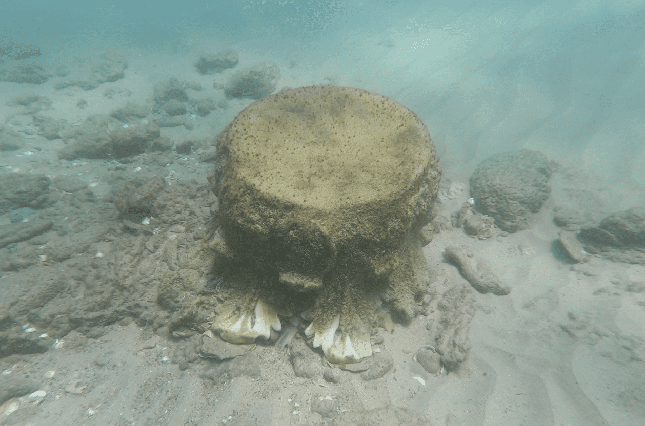 A Roman Corinthian order found in Israel beach. 