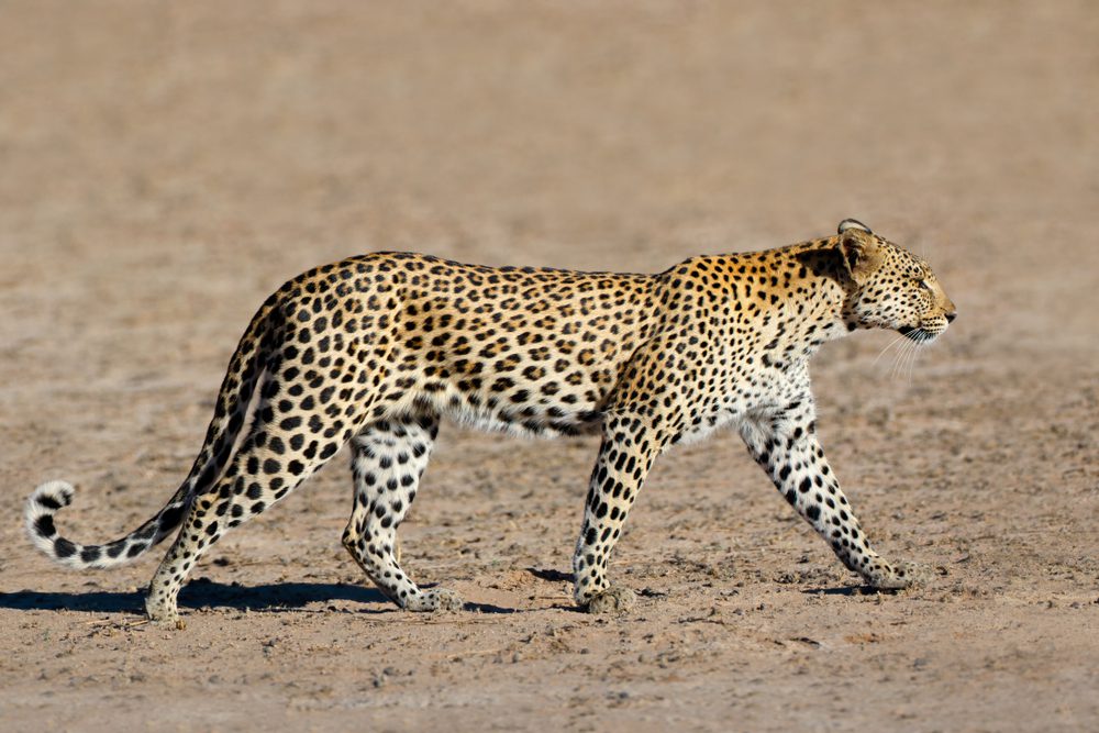 A leopard’s pattern of rosettes is unique to each individual, like a human fingerprint, yet is still recognizably a pattern. Image credit: EcoPrint/Shutterstock.com  