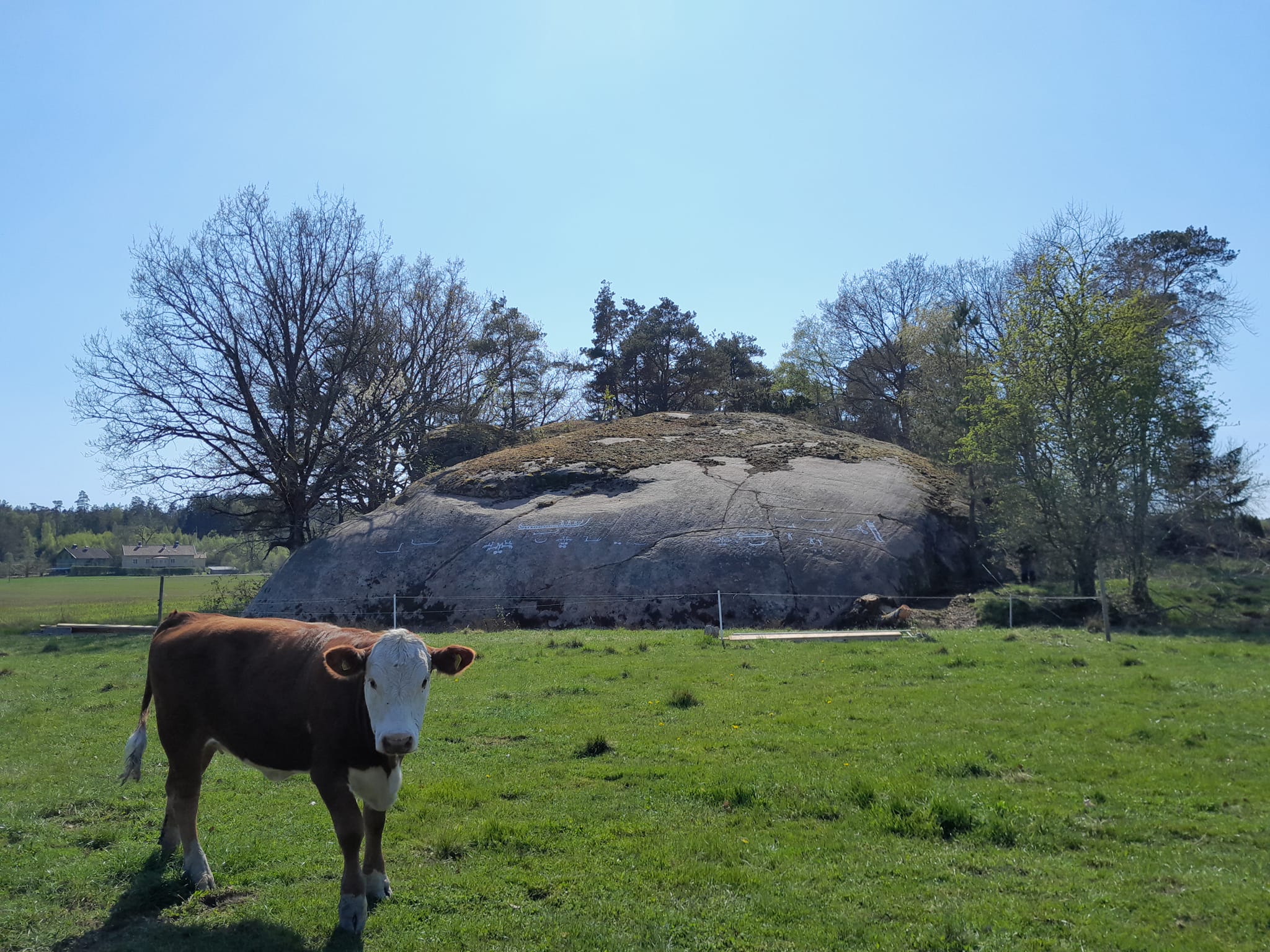 A cow standing infront of a rock face with newly discovered petroglyphs.  