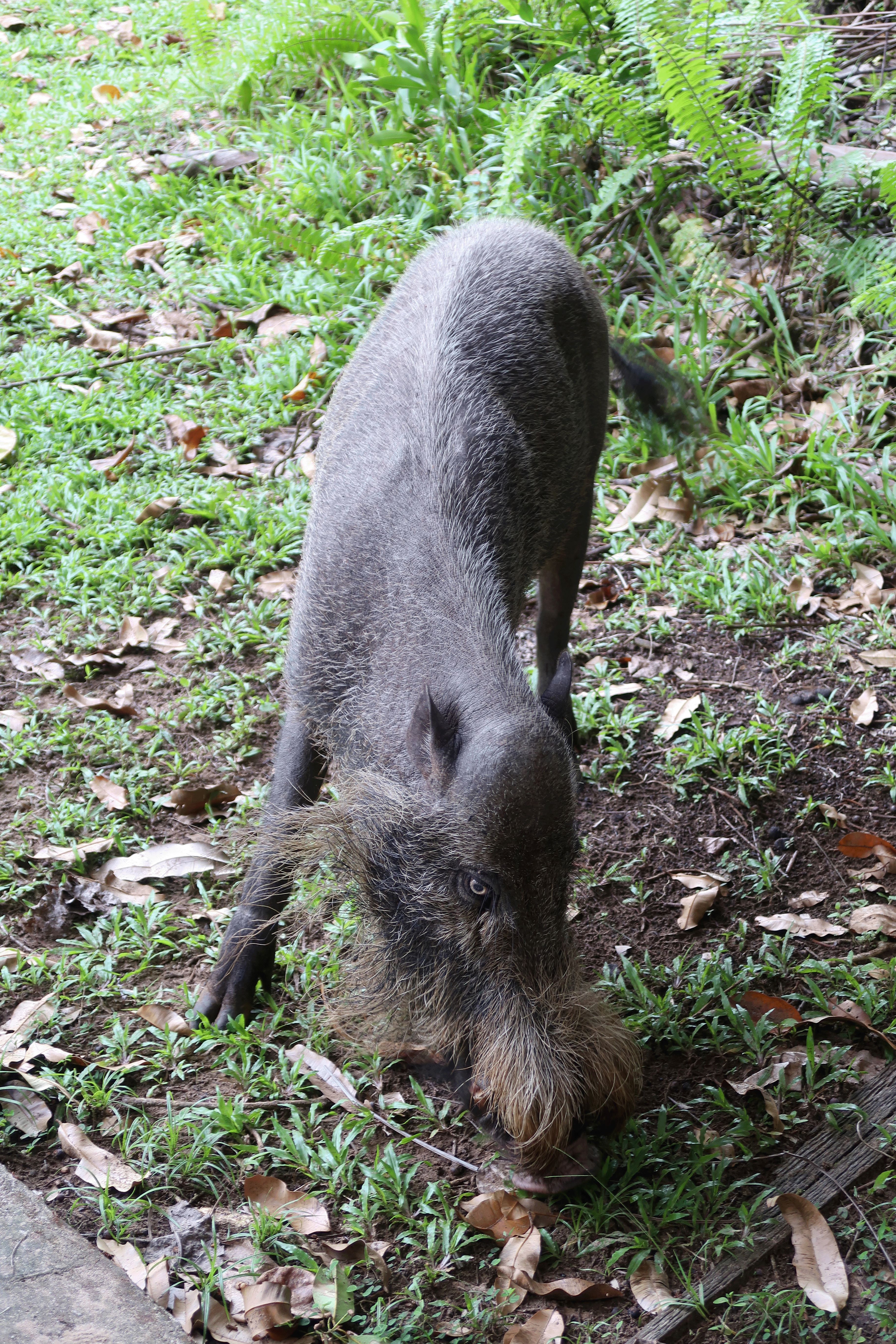 bearded pig