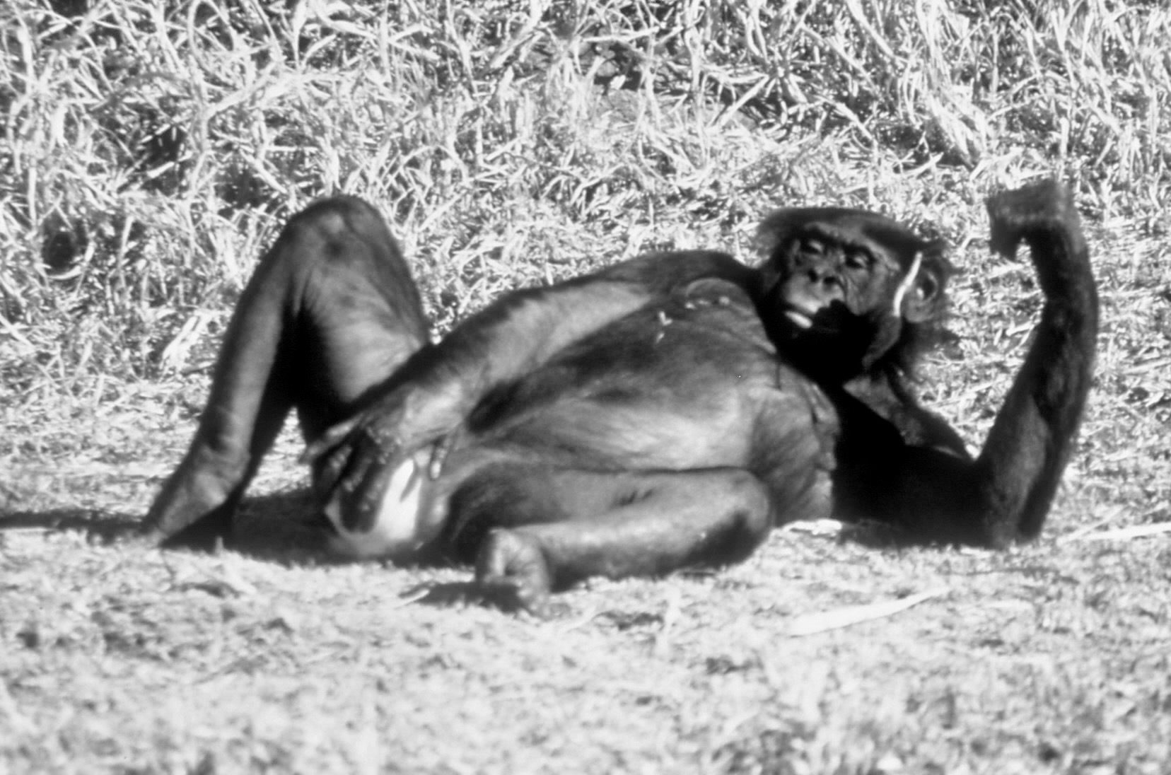 female bonobo masturbating