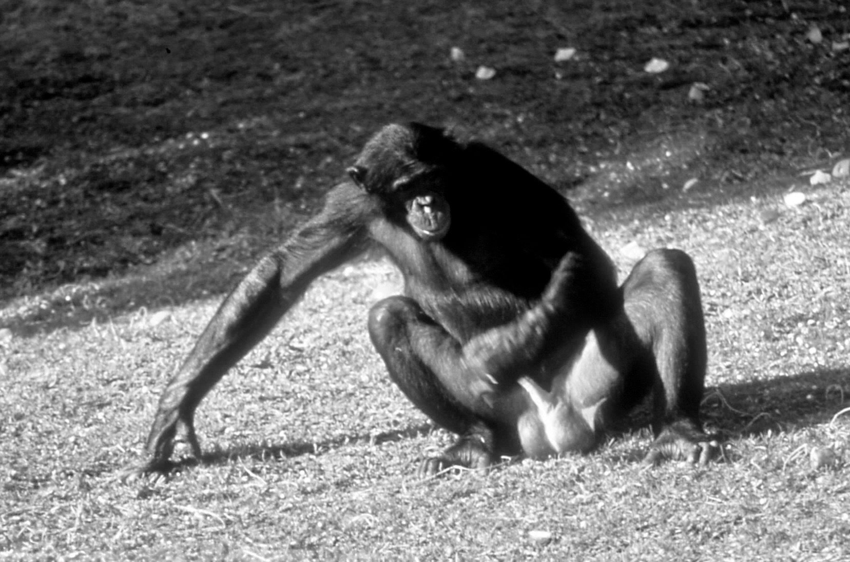 Masturbation has been reported more in male primates than females, but is that because it's harder to spot, male sexuality is more studied, or it's actually more common