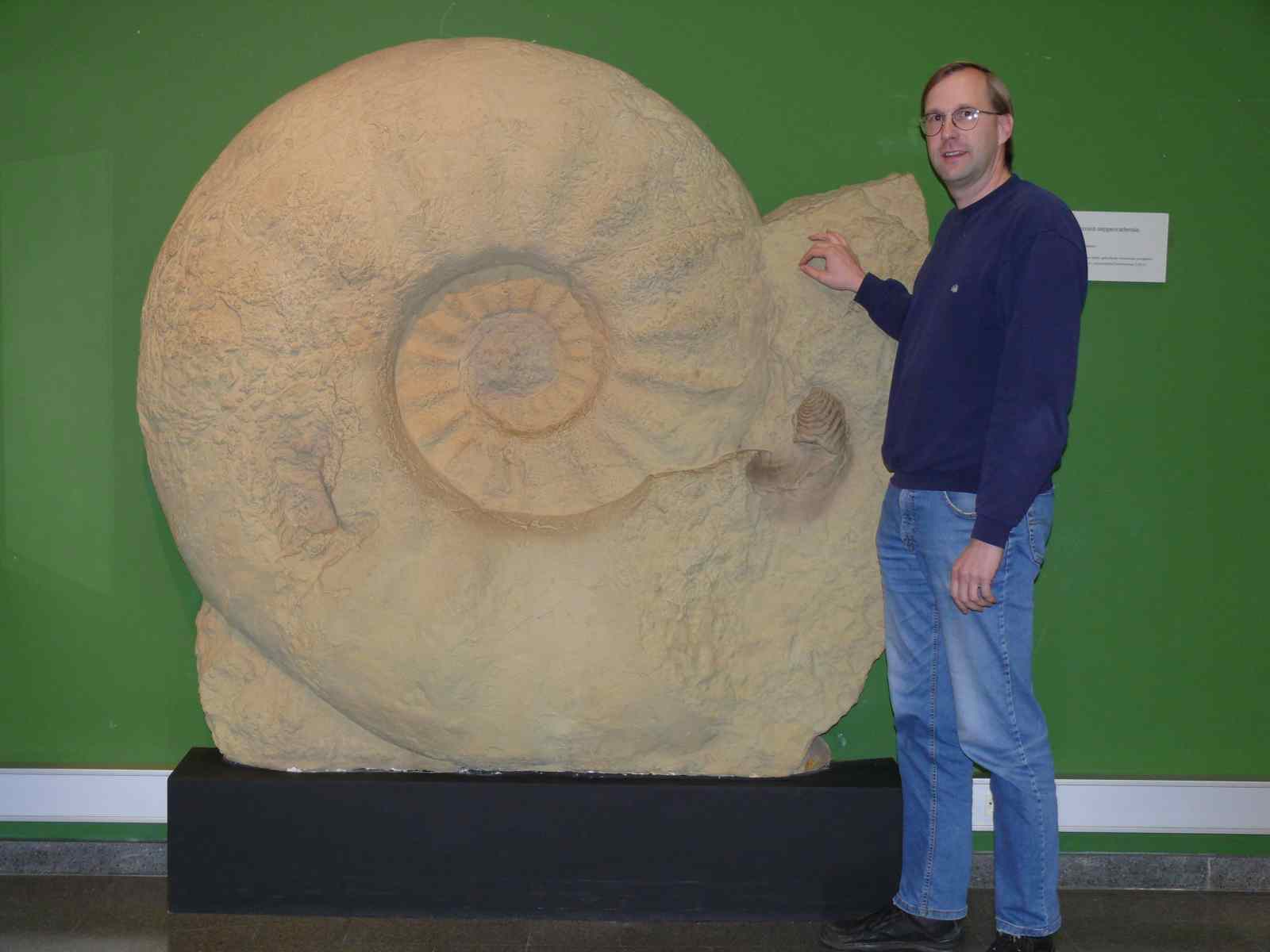 The largest ammonite fossil ever found, Parapuzosia seppenradensis 