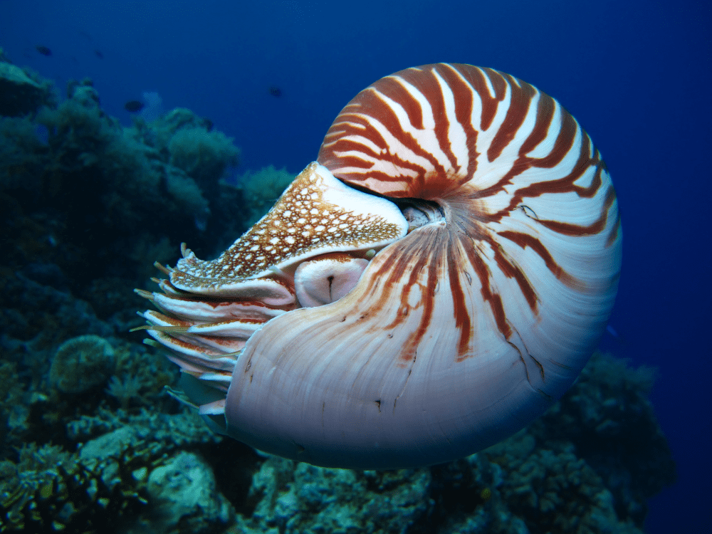 biggest ammonite found