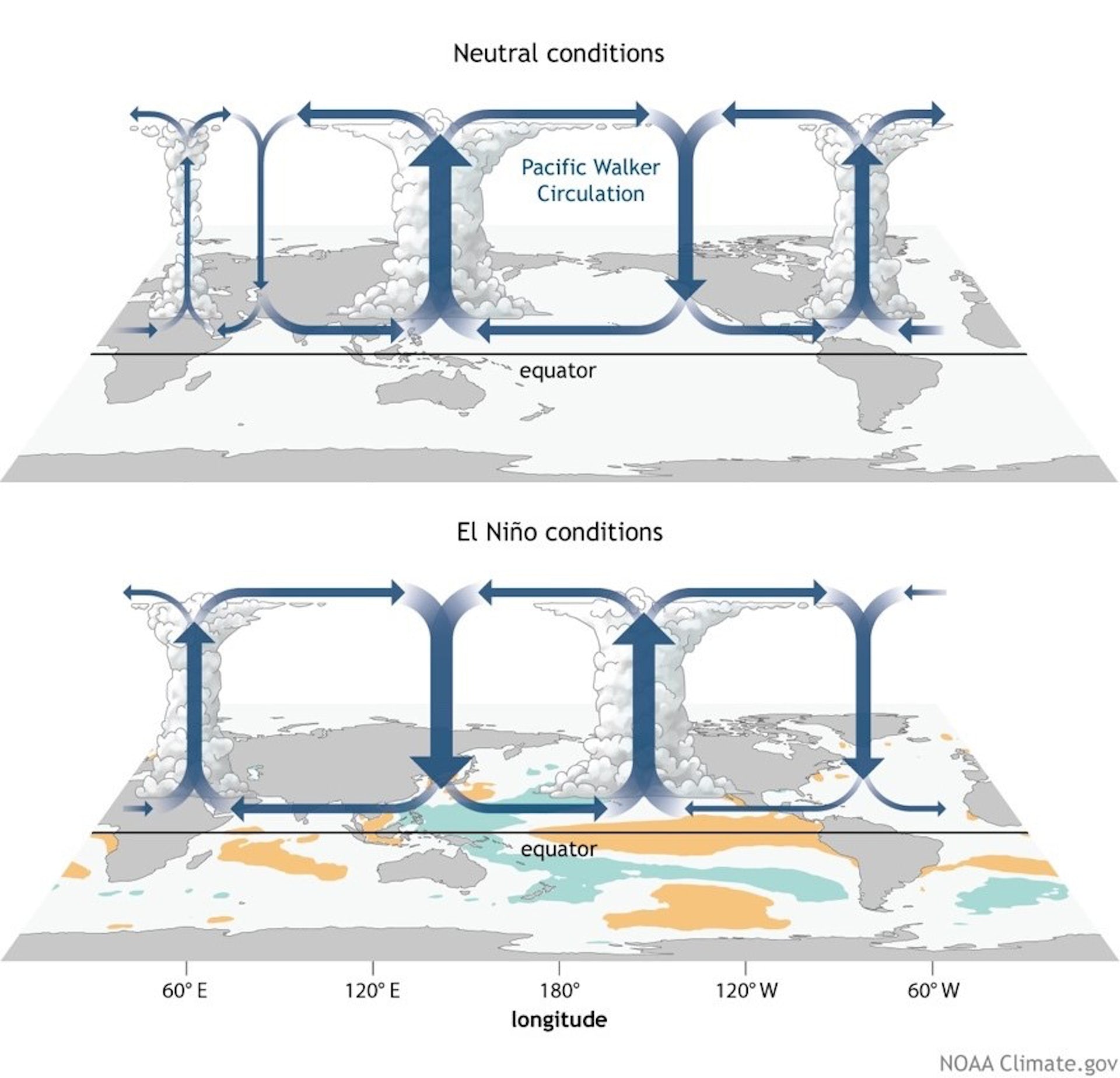 How El Niño conditions affect the Walker Circulation’s air flow