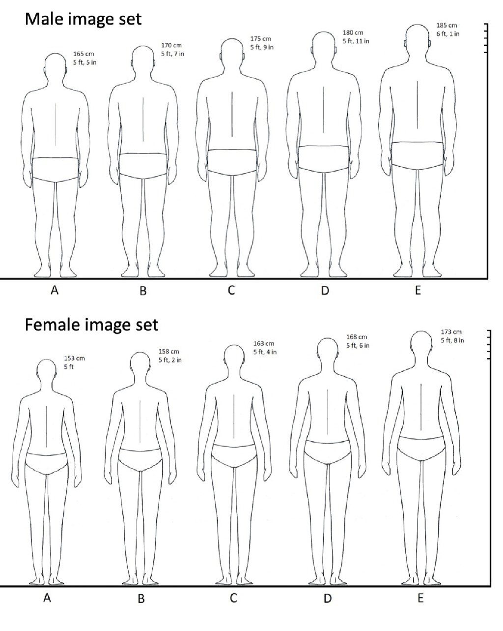 height chart used in study