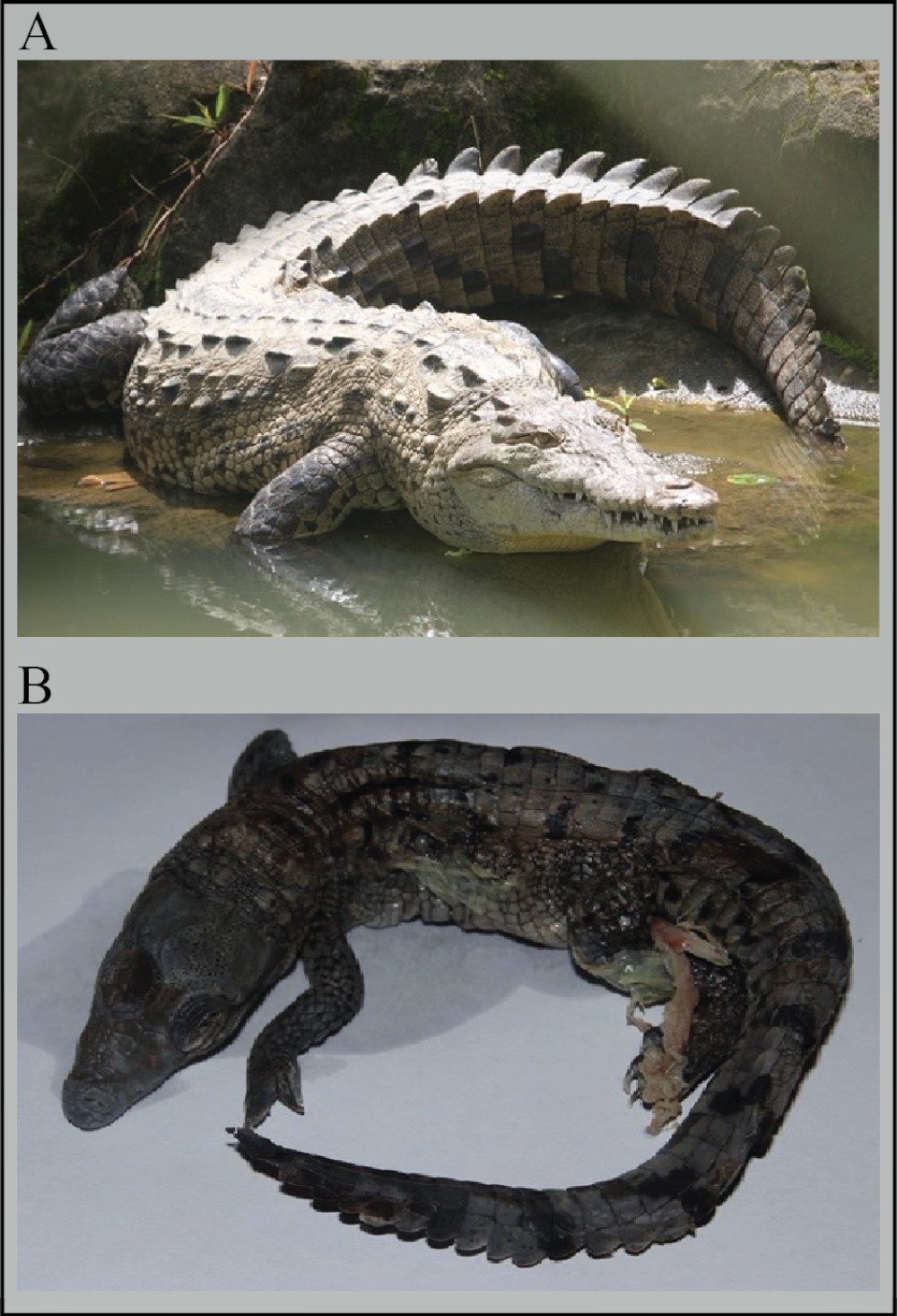 parthenogenesis crocodile