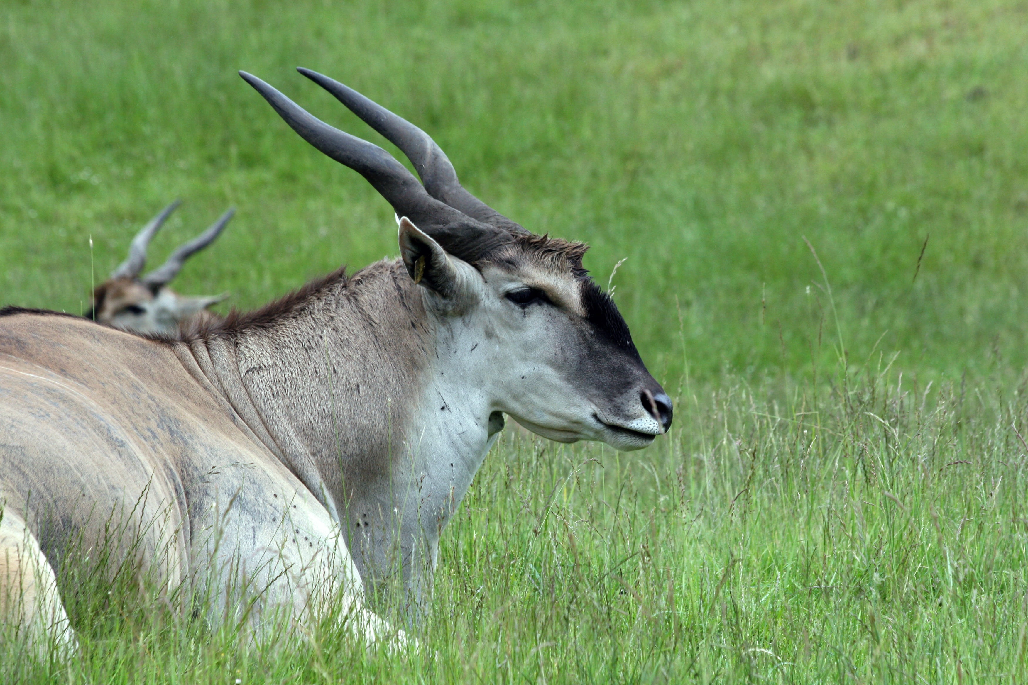 Photograph of a common eland sitting in grass, side profile