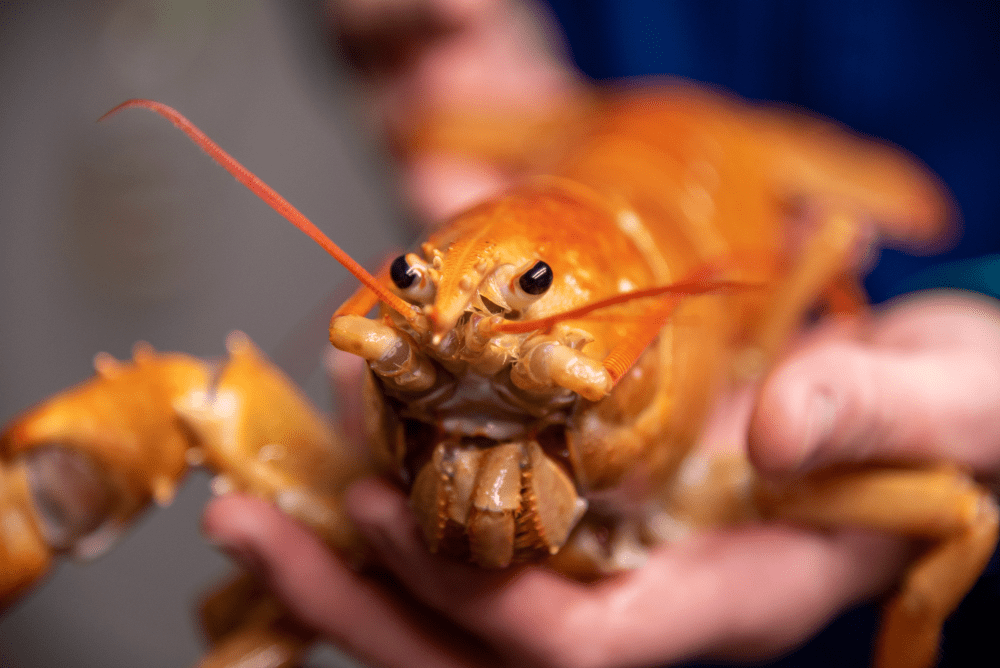 calico orange lobster