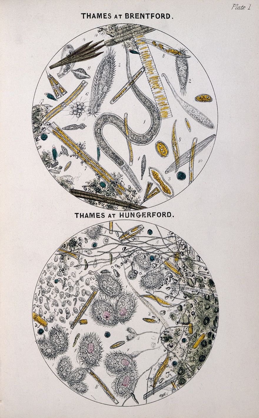 Microscopic examination of water in London