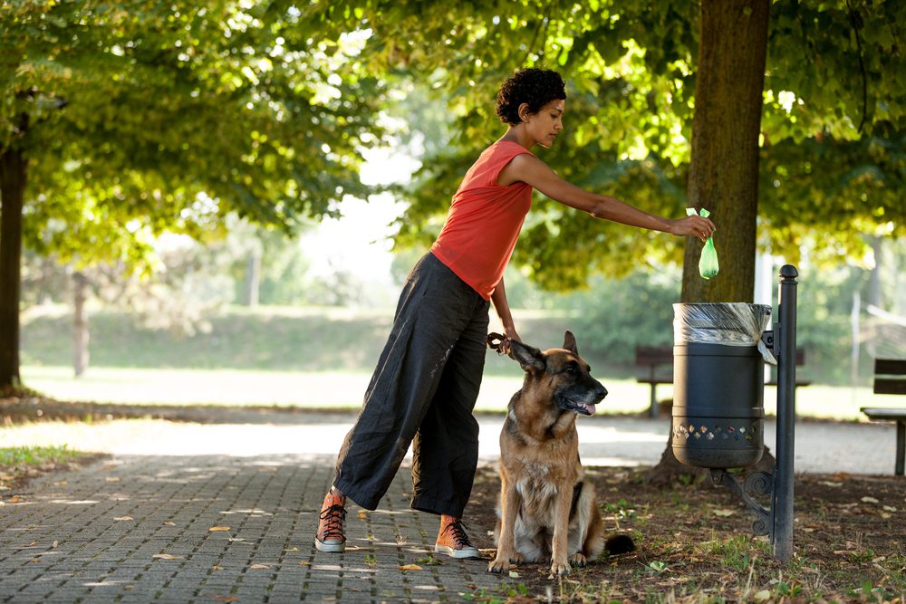 Dog walk poo bin